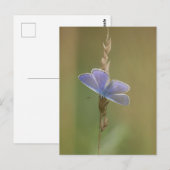 Briefkaart (Voorkant / Achterkant)