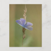 Briefkaart (Voorkant)