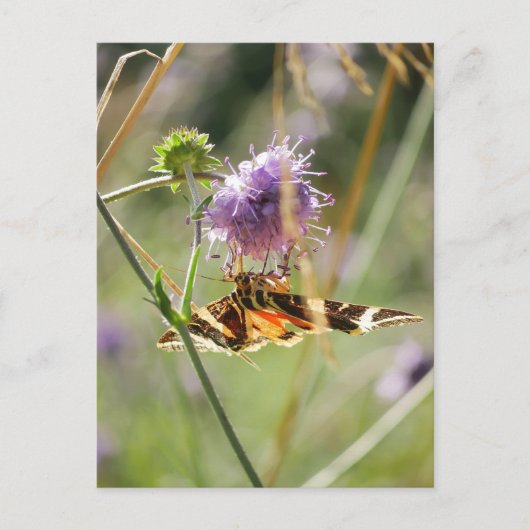 Briefkaart (Voorkant)