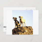 Briefkaart (Voorkant / Achterkant)