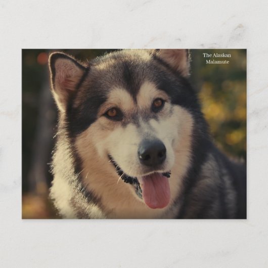 Briefkaart (Voorkant)