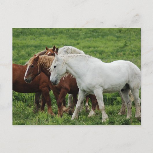 Briefkaart (Voorkant)