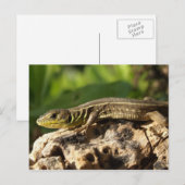 Briefkaart (Voorkant / Achterkant)