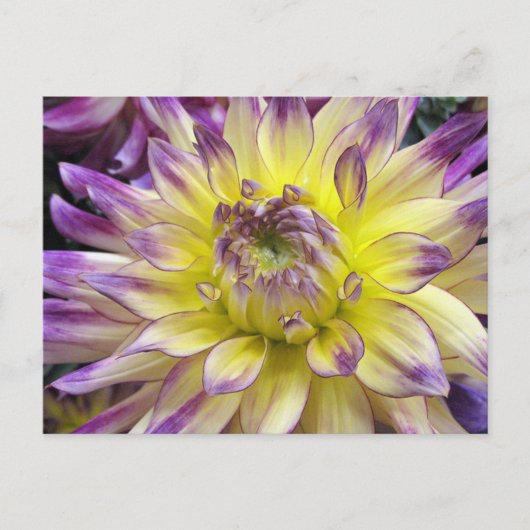 Briefkaart (Voorkant)