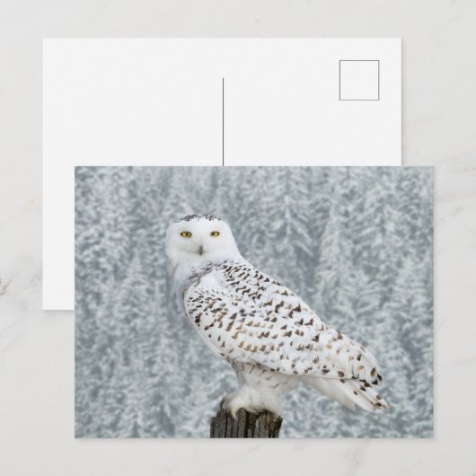 Briefkaart (Voorkant / Achterkant)