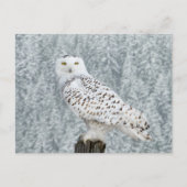 Briefkaart (Voorkant)