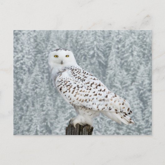 Briefkaart (Voorkant)