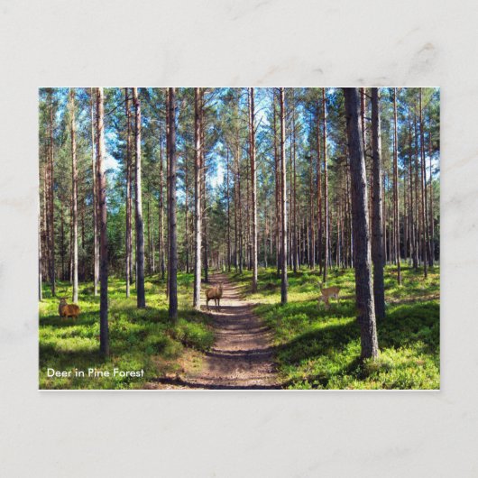 Briefkaart (Voorkant)