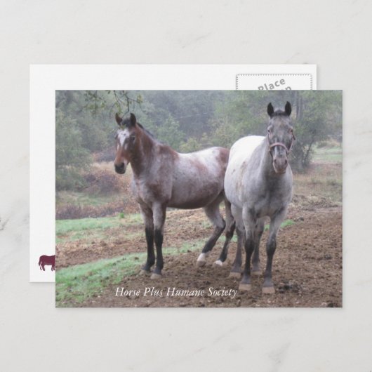 Briefkaart (Voorkant / Achterkant)