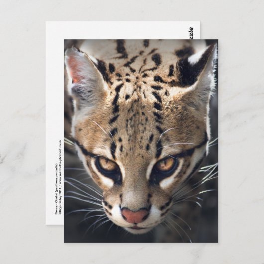 Briefkaart (Voorkant / Achterkant)