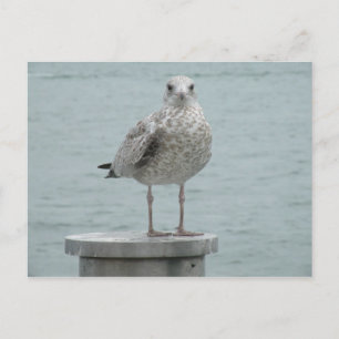 Briefkaart