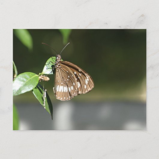 Briefkaart (Voorkant)