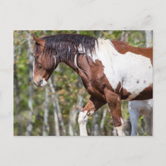 Briefkaart (Voorkant)