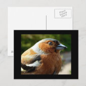 Briefkaart (Voorkant / Achterkant)