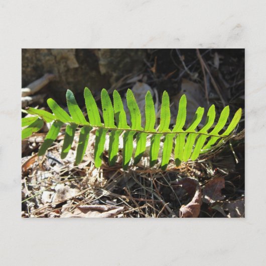 Briefkaart (Voorkant)