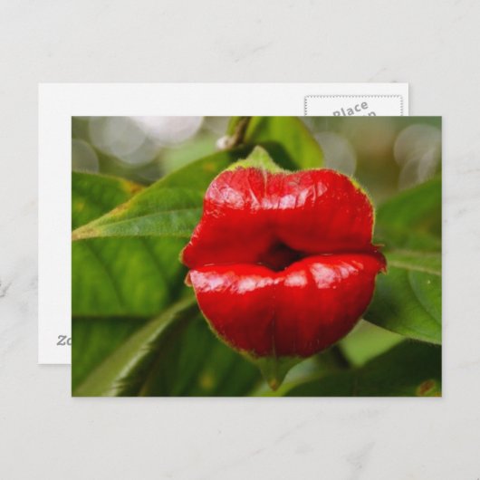 Briefkaart (Voorkant / Achterkant)