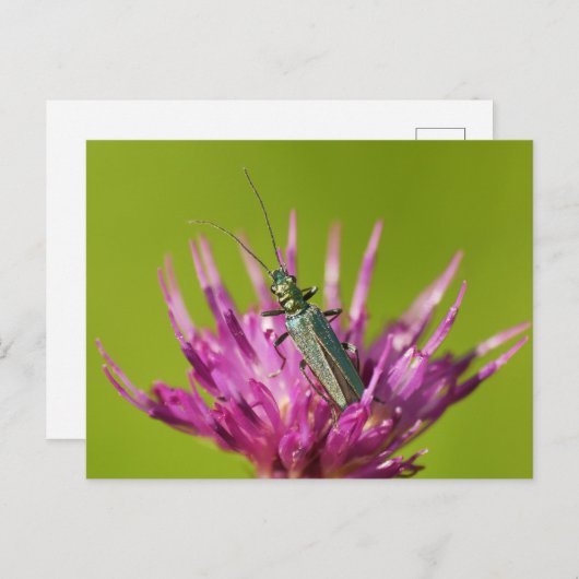 Briefkaart (Voorkant / Achterkant)