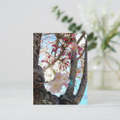 Briefkaart 日 の van de Japanse kersen (思 川 桜) (Staand voorkant)