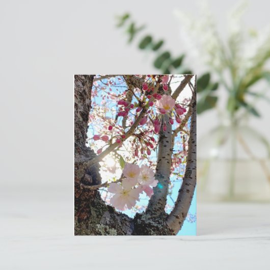 Briefkaart 日 の van de Japanse kersen (思 川 桜) (Staand voorkant)