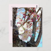 Briefkaart 日 の van de Japanse kersen (思 川 桜) (Voorkant / Achterkant)