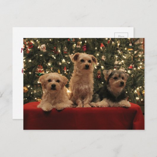 Briefkaart 1 van Kerstmis van het puppy (Voorkant / Achterkant)