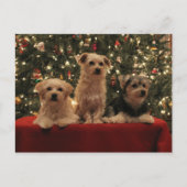 Briefkaart 1 van Kerstmis van het puppy (Voorkant)