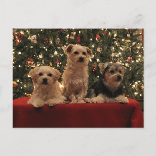 Briefkaart 1 van Kerstmis van het puppy (Voorkant)