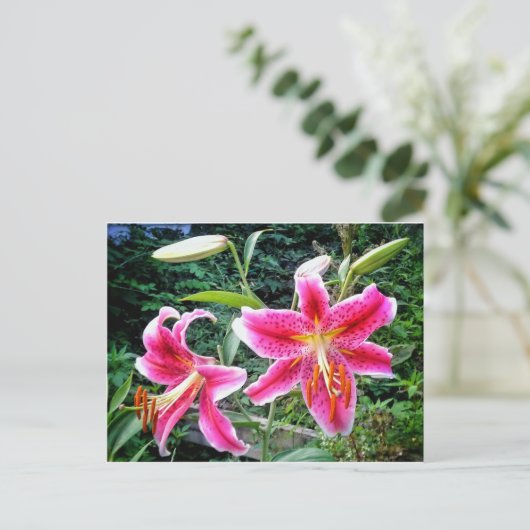 briefkaart 1STARGAZER LILLIES (Staand voorkant)