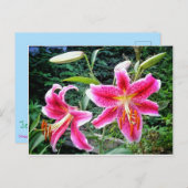 briefkaart 1STARGAZER LILLIES (Voorkant / Achterkant)