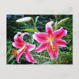briefkaart 1STARGAZER LILLIES