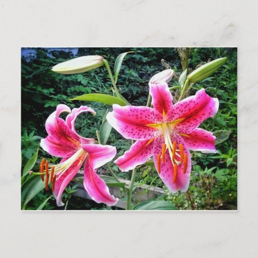 briefkaart 1STARGAZER LILLIES (Voorkant)