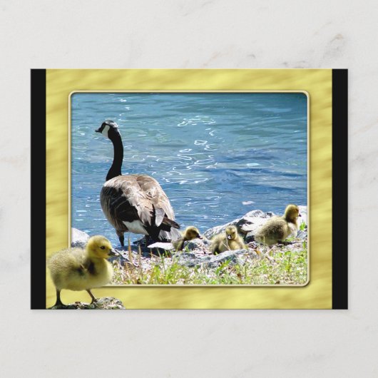 Briefkaart 2 van Canadese ganzen (mam en babes) (Voorkant)