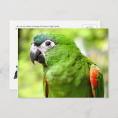 Briefkaart 2 van de Groene Groenen (Voorkant / Achterkant)