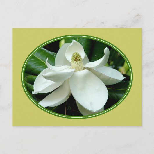 Briefkaart 2 van Magnolia Bloom (Voorkant)
