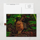 BRIEFKAART ~ A Posing Morel Along Lake Pend Oreill (Voorkant / Achterkant)