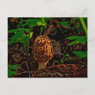 BRIEFKAART ~ A Posing Morel Along Lake Pend Oreill