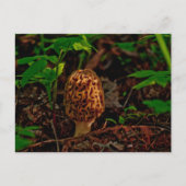 BRIEFKAART ~ A Posing Morel Along Lake Pend Oreill (Voorkant)