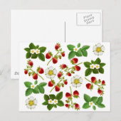 Briefkaart aardbeien (Voorkant / Achterkant)