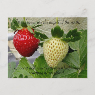 Briefkaart aardbeien