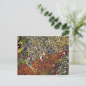 briefkaart "Acadian Tide Pool" (Staand voorkant)