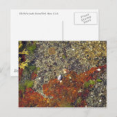 briefkaart "Acadian Tide Pool" (Voorkant / Achterkant)