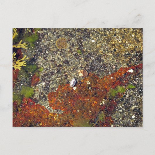 briefkaart "Acadian Tide Pool" (Voorkant)