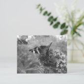 Briefkaart - admiraal Butterfly in zwart-wit (Staand voorkant)