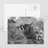 Briefkaart - admiraal Butterfly in zwart-wit (Voorkant / Achterkant)
