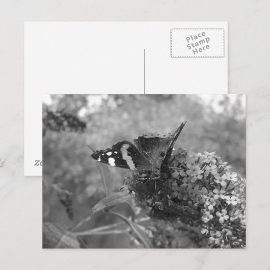 Briefkaart - admiraal Butterfly in zwart-wit (Voorkant / Achterkant)