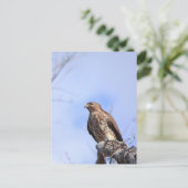 Briefkaart afbeelding juveniel rood schouderhavik (Staand voorkant)