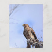 Briefkaart afbeelding juveniel rood schouderhavik (Voorkant)