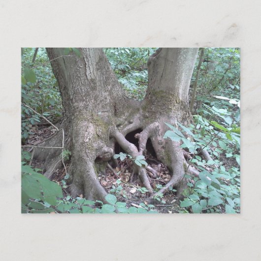 BRIEFKAART - AFBEELDING NATUUR (Voorkant)