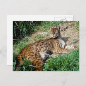 Briefkaart - Afrikaanse gouden kat (Voorkant / Achterkant)