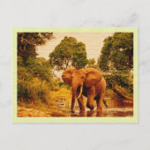 Briefkaart Afrikaanse olifant (Voorkant)